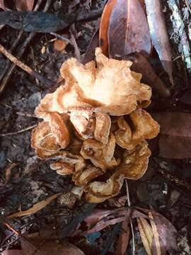 Image of Dichantharellus brunnescens Corner 1976