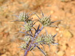 Eryngium dilatatum Lam. resmi