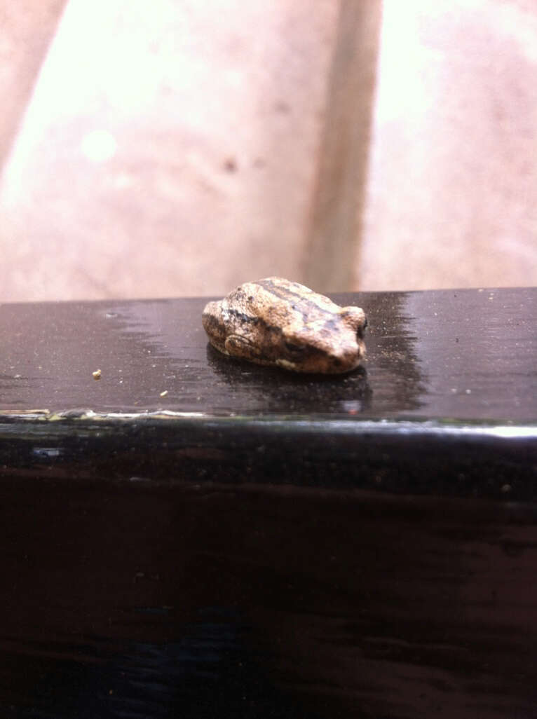 Image of Common Reed Frog