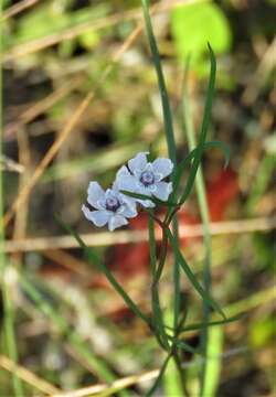 Image of Florida milkweed