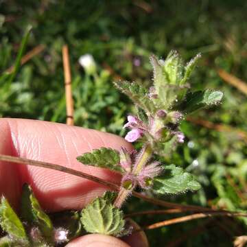 Image of Stachys eriantha Benth.