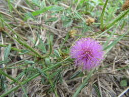 Mimosa quadrivalvis var. latidens (Small) Barneby的圖片