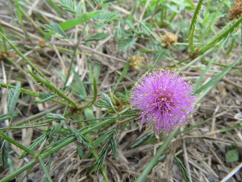 Image of Nelson's mimosa