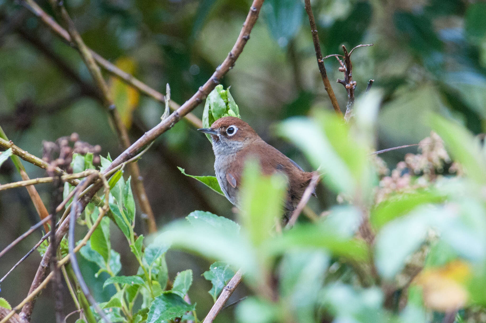 Image of Eye-ringed Thistletail