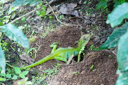 Image of Big Scaled Variable Lizard