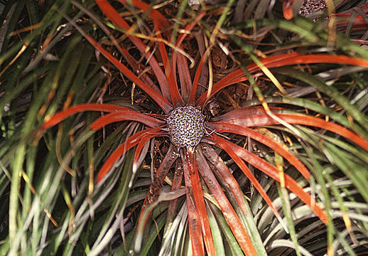 Image of <i>Fascicularia bicolor</i> (Ruiz & Pav.) Mez
