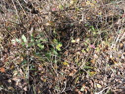 Sivun Symphoricarpos orbiculatus Moench kuva