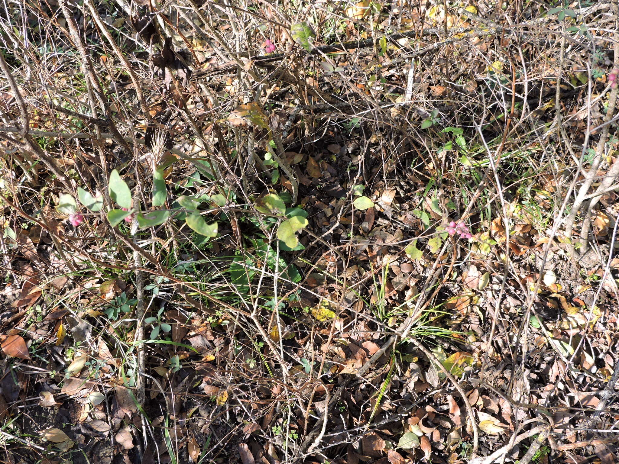 Sivun Symphoricarpos orbiculatus Moench kuva