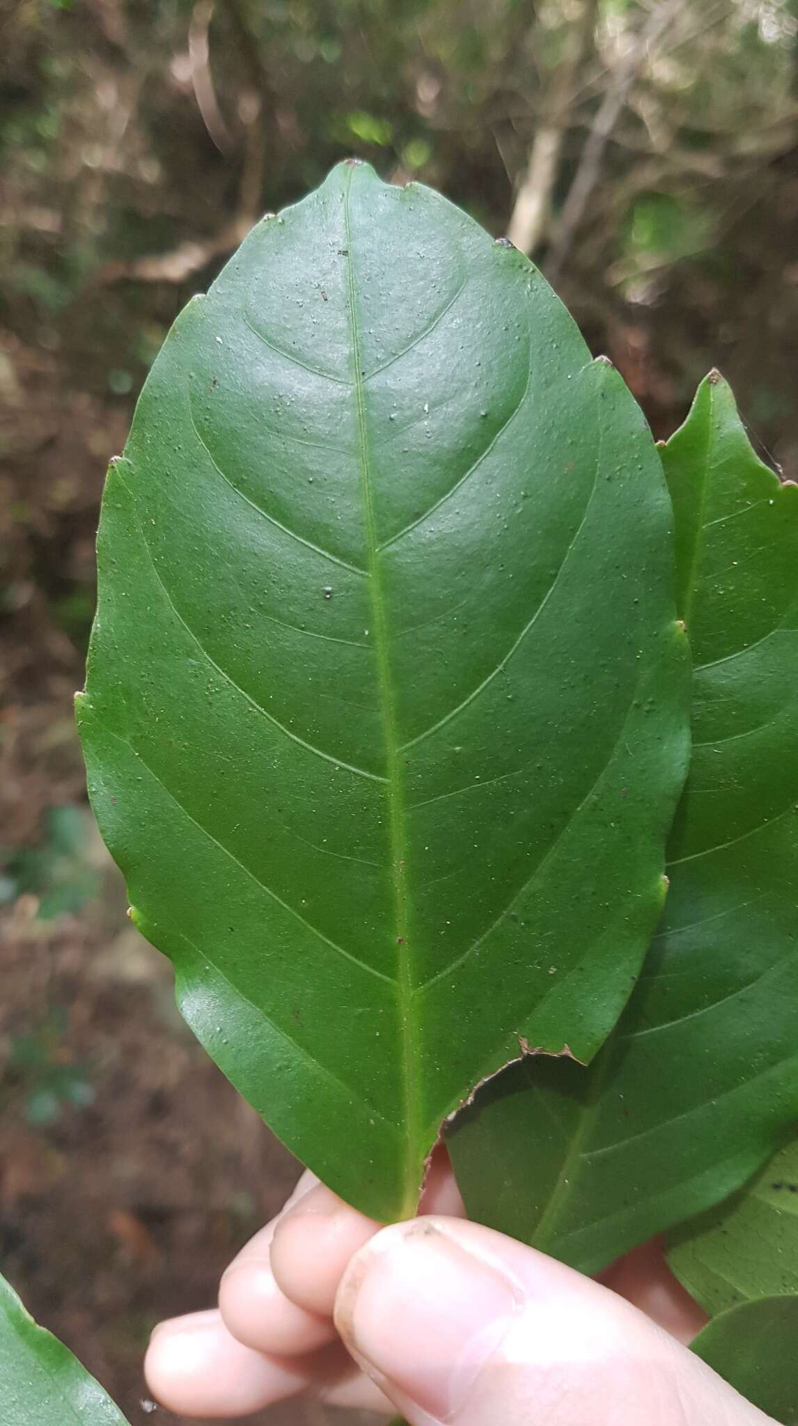 Image of Tetrastigma thorsborneorum B. R. Jackes