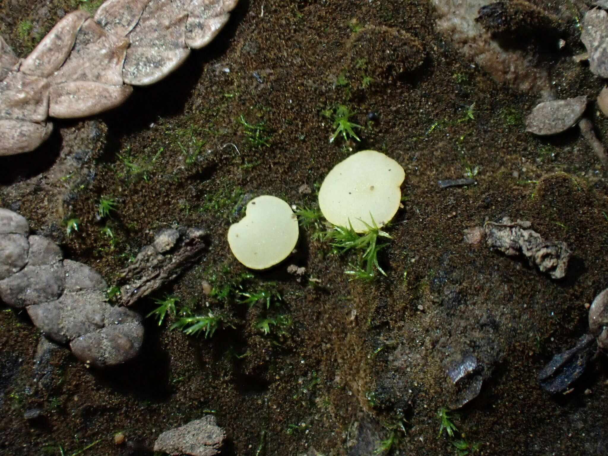 Слика од Pseudoboubovia benkertii (B. Perić) U. Lindem., M. Vega, B. Perić & Tena 2015