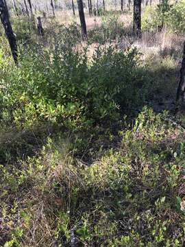 Image of creeping blueberry