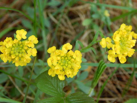 Image de Alyssum montanum subsp. gmelinii (Jord. & Fourr.) Hegi & E. Schmid