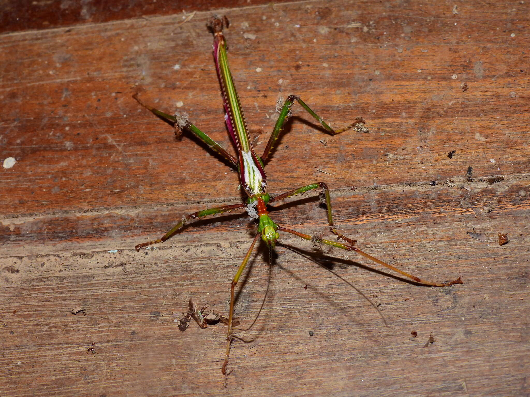 Image of Parapodacanthus hasenpuschorum Brock 2003