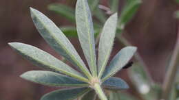 Image of mountain bush lupine