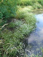 Image of Fine-leaved Water-dropwort