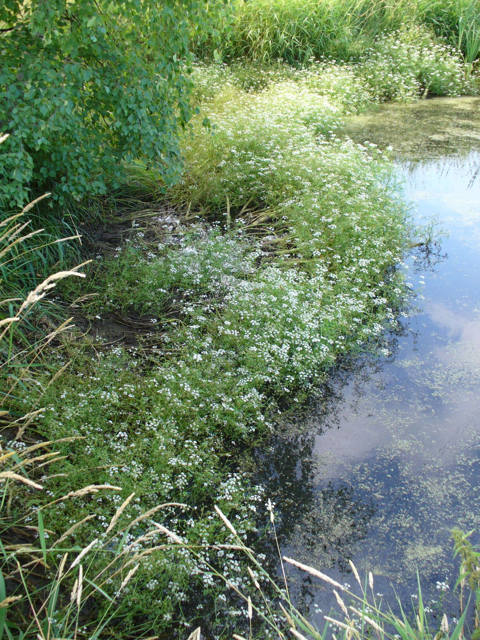 Imagem de Oenanthe aquatica (L.) Poir.