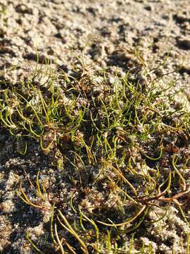 Image of Pillwort