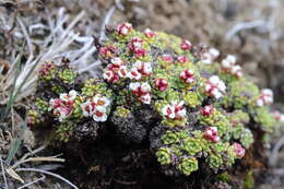 Imagem de Saxifraga andersonii Engl.