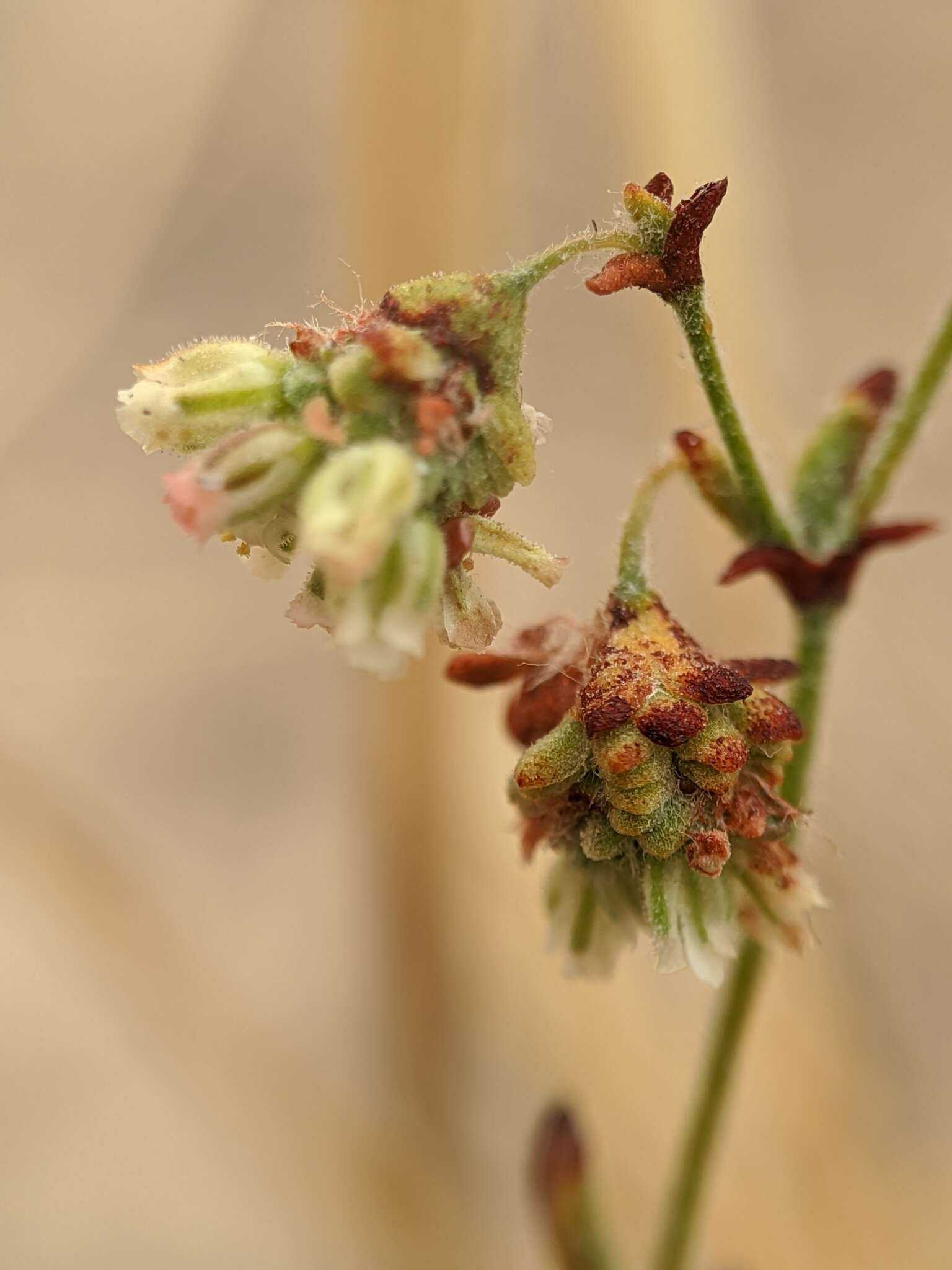 Image of twotooth buckwheat