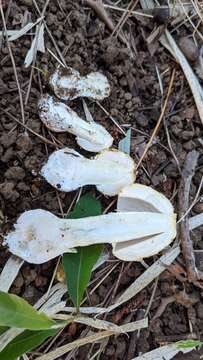 Image of Amanita orientigemmata Zhu L. Yang & Yoshim. Doi 1999