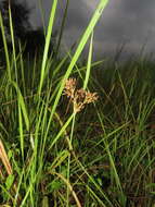 Plancia ëd Fimbristylis cymosa var. spathacea (Roth) T. Koyama