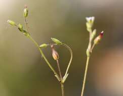 Image of Cerastium subtetrandrum (Lange) Murb.