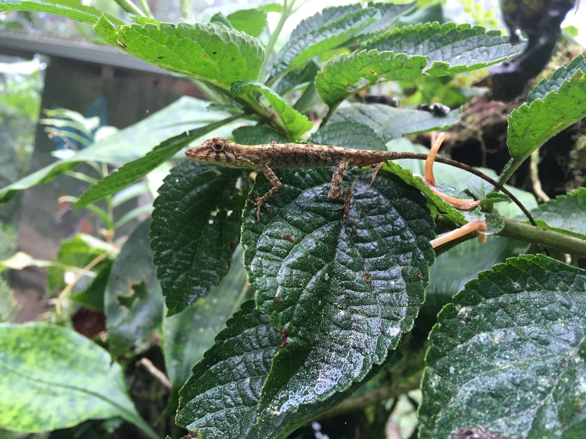 Image of Blotchbelly Anole