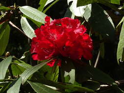 Image of Tree Rhododendron