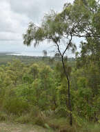 Image of Grevillea parallela Knight