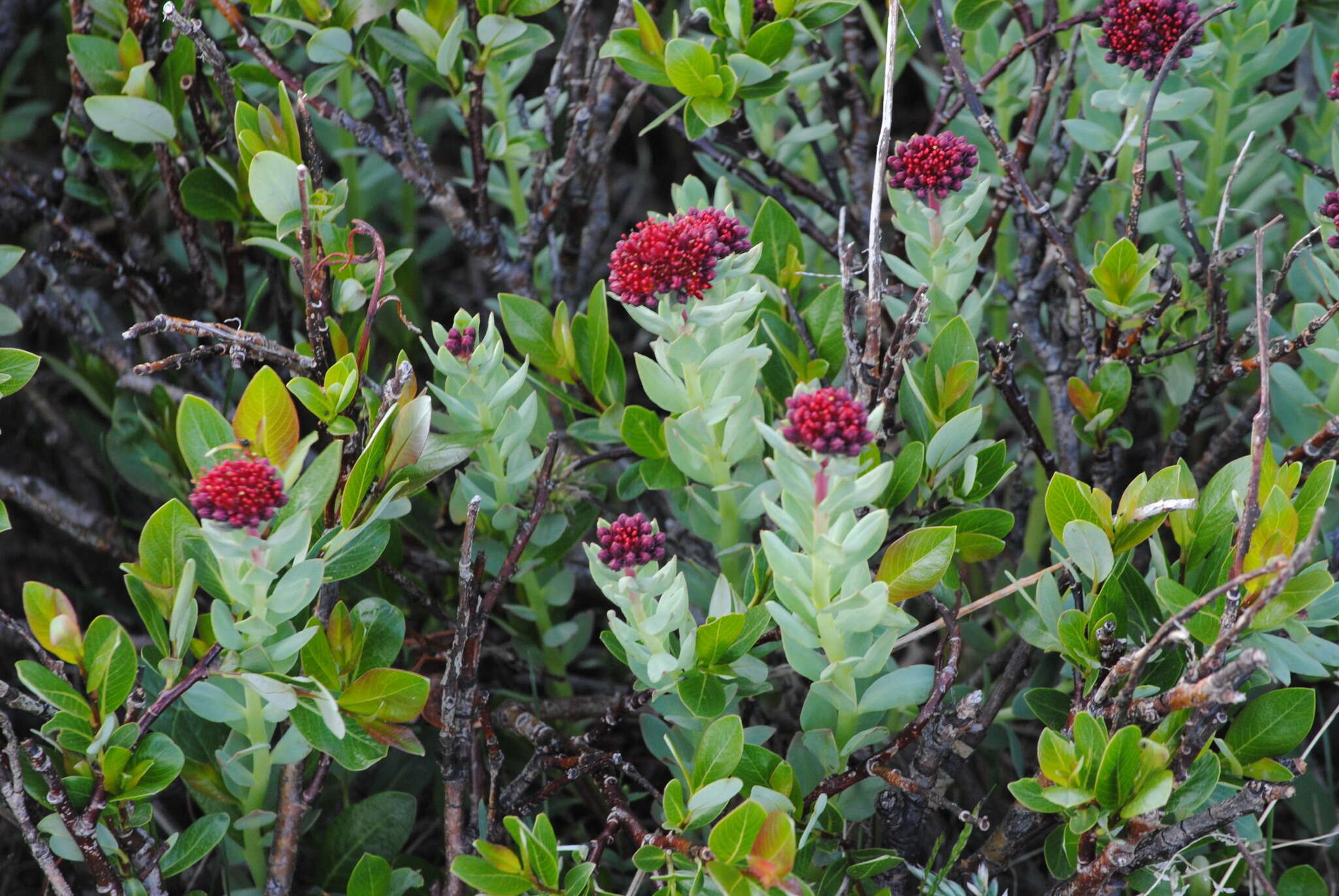 Image of ledge stonecrop