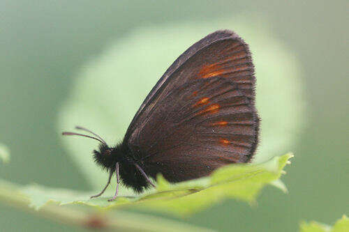 Image of Eriphyle Ringlet