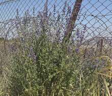 Nepeta curviflora Boiss. resmi