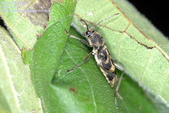 Image of Chlorophorus diadema (Motschulsky 1854)