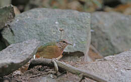 Image of Blue-rumped Pitta