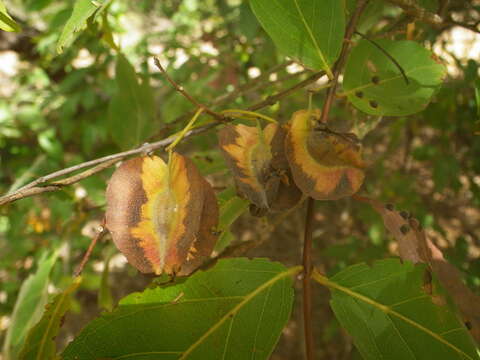 Imagem de Combretum nigricans Leprieur ex Guill. & Perr.