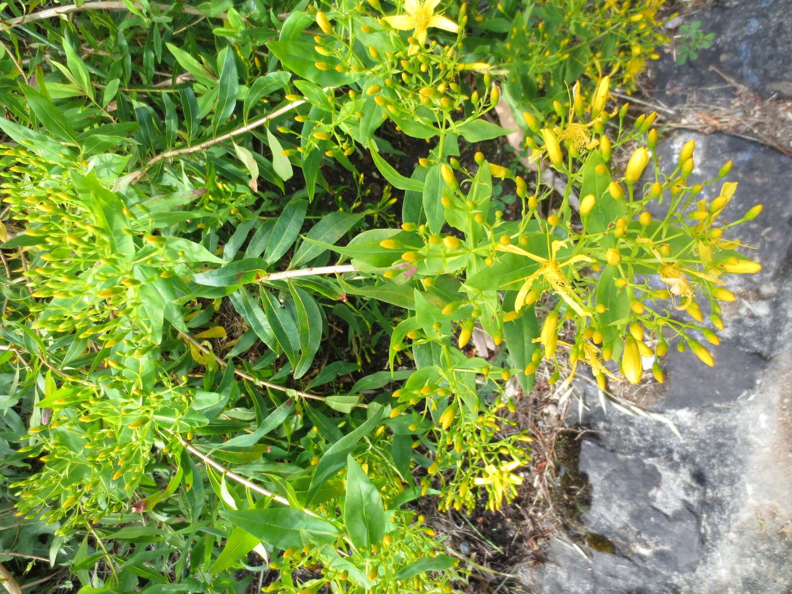 Imagem de Hypericum canariense L.