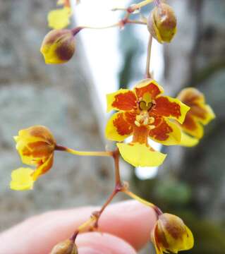 Image of mule-ear orchid