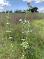 Image of Salvia runcinata L. fil.