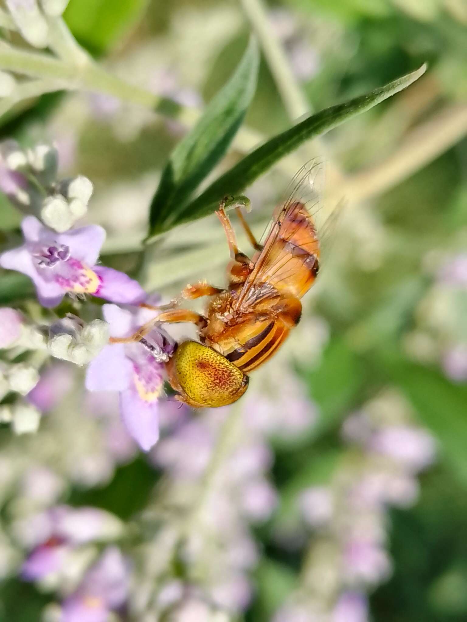 Image of Syrphid fly