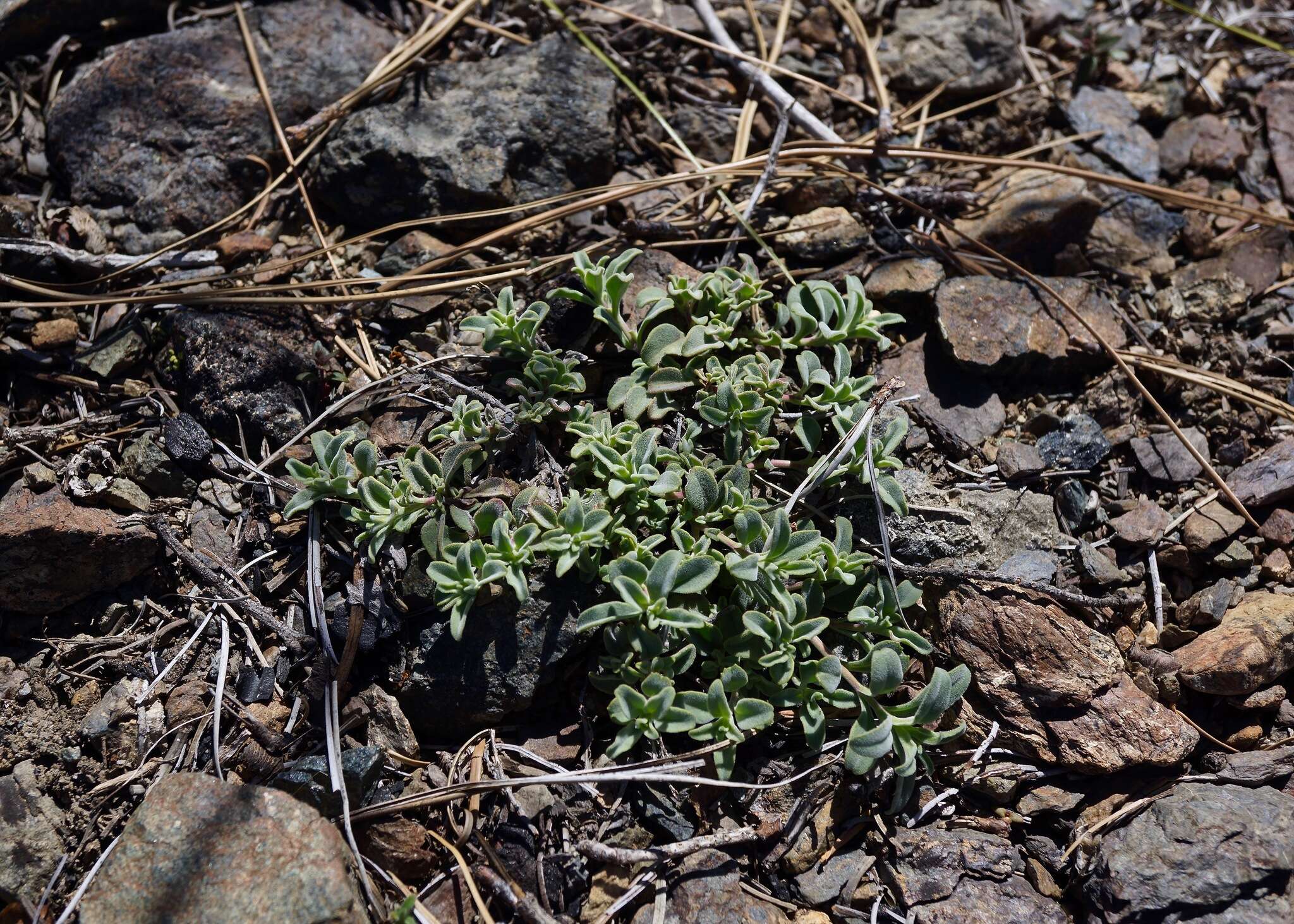 Image of Snow Mountain beardtongue