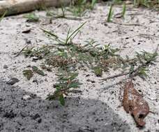 صورة Euphorbia cumulicola (Small) Oudejans