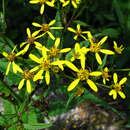 Plancia ëd Senecio morrisonensis var. dentatus Kitam.