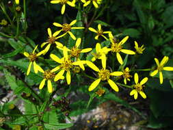 Plancia ëd Senecio morrisonensis var. dentatus Kitam.