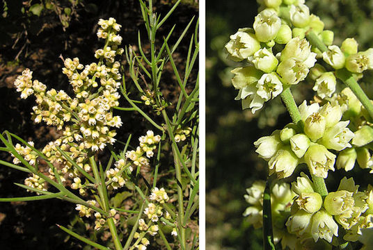 Image of rosea