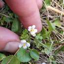 Image of Euphrasia cheesemanii Wettst.