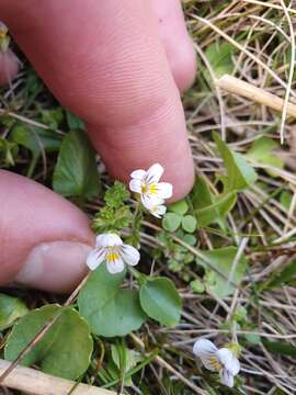 Imagem de Euphrasia cheesemanii Wettst.