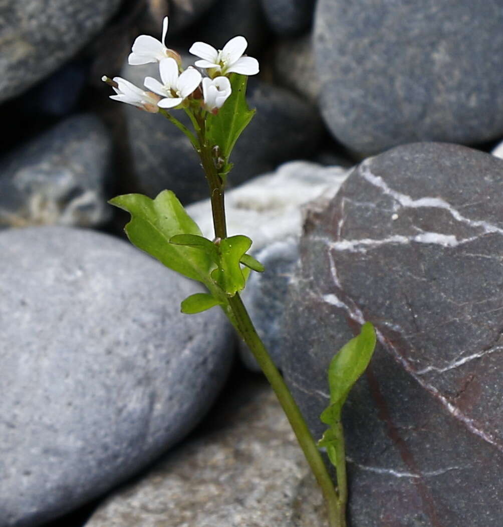 Image of Cardamine scutata Thunb.