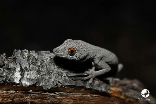 Image of Strophurus spinigerus inornatus (Storr 1988)