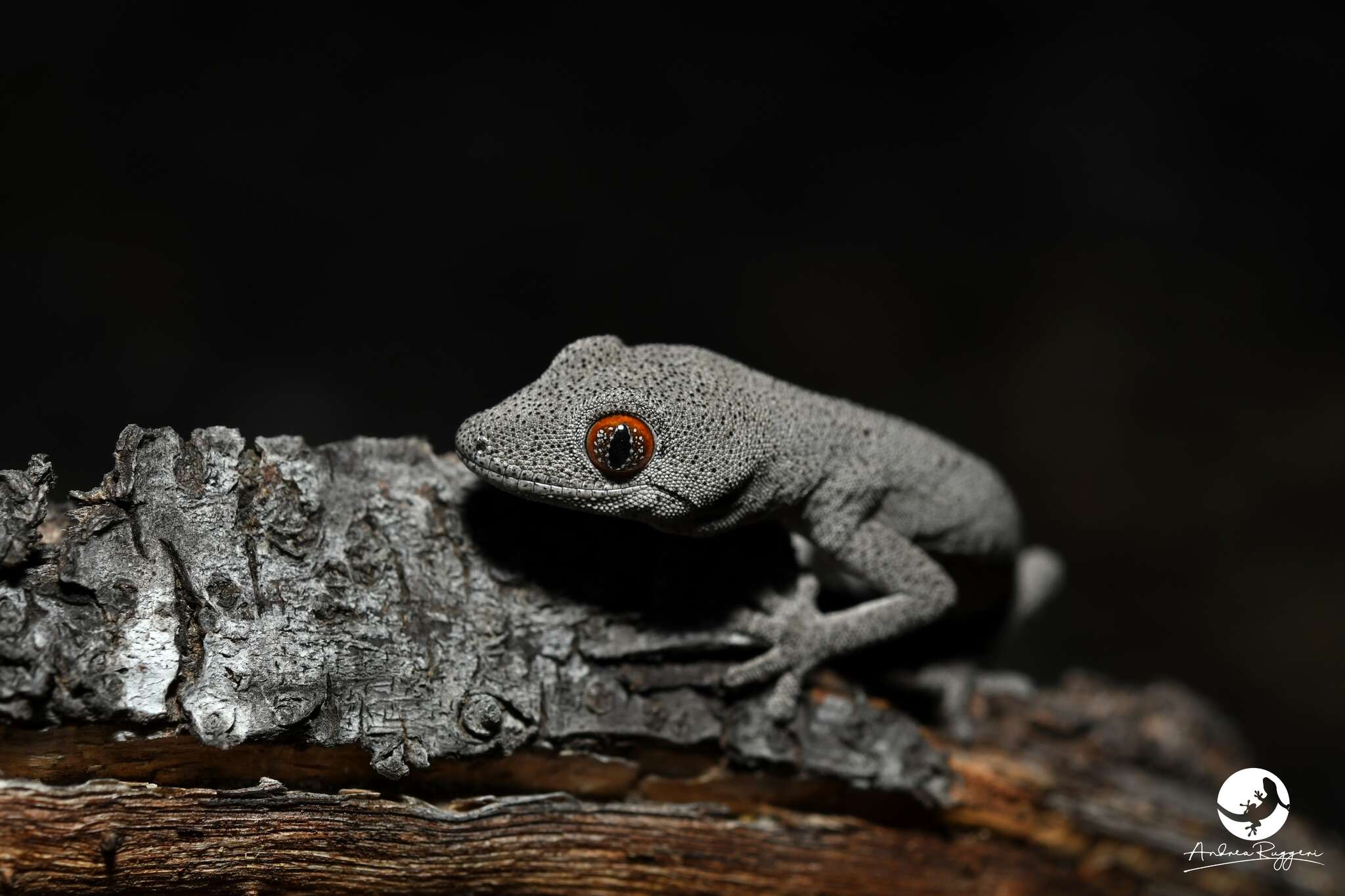 Image of Strophurus spinigerus inornatus (Storr 1988)