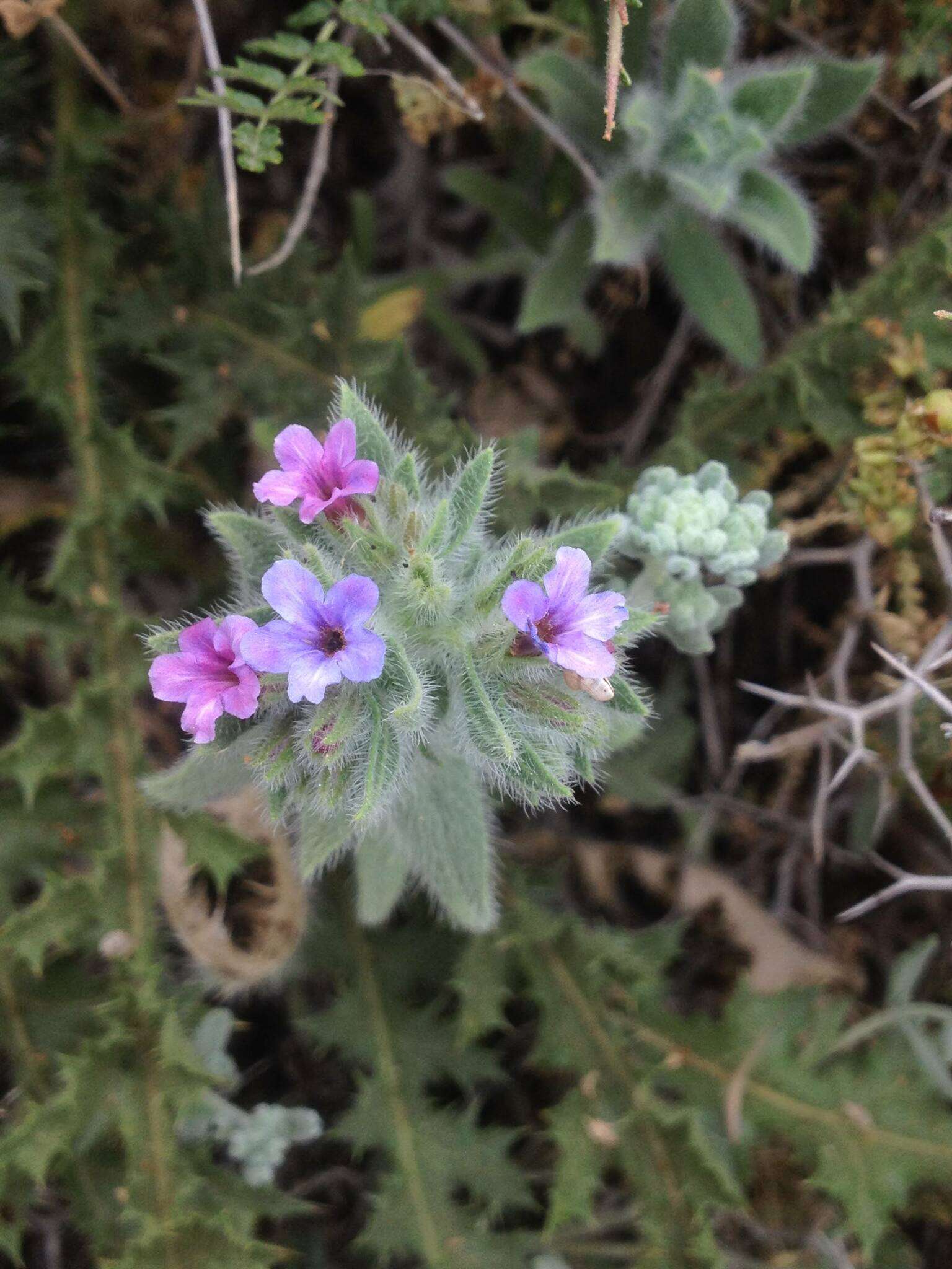 Image of strigose alkanet